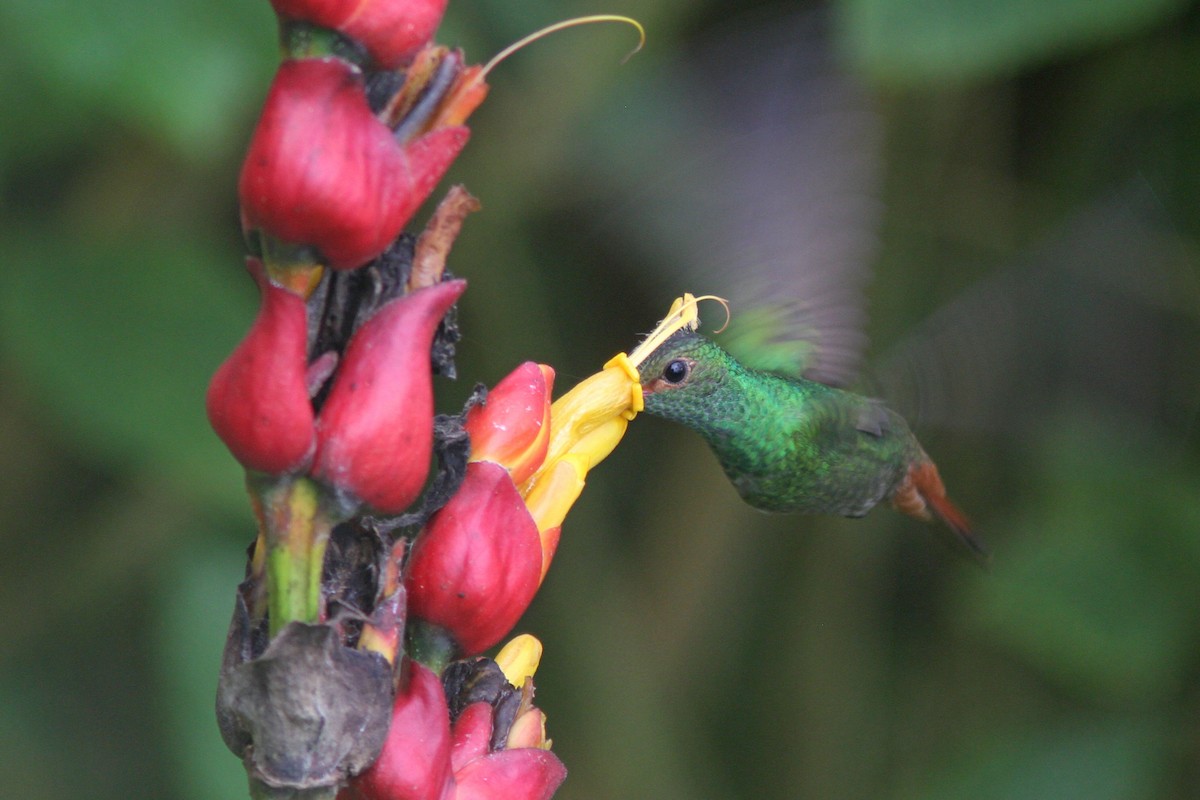 Rufous-tailed Hummingbird - ML83557631