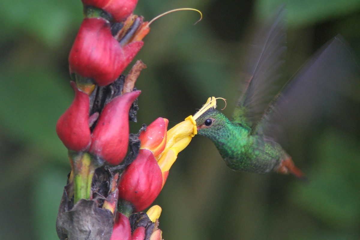 Rufous-tailed Hummingbird - ML83557641