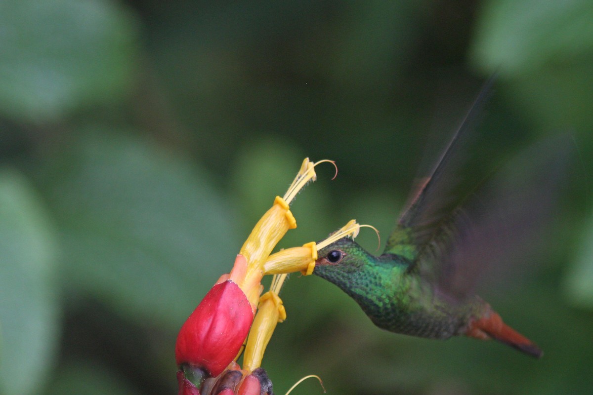 Rufous-tailed Hummingbird - ML83557671