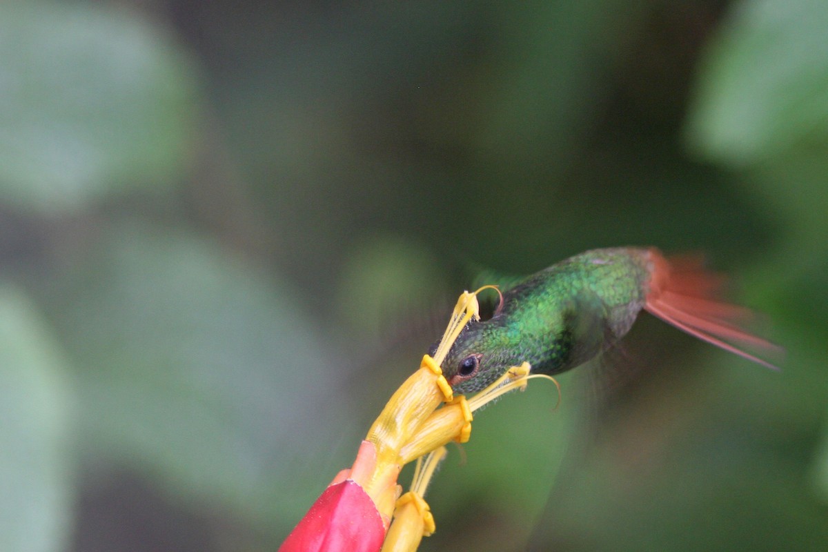 Rufous-tailed Hummingbird - ML83557691