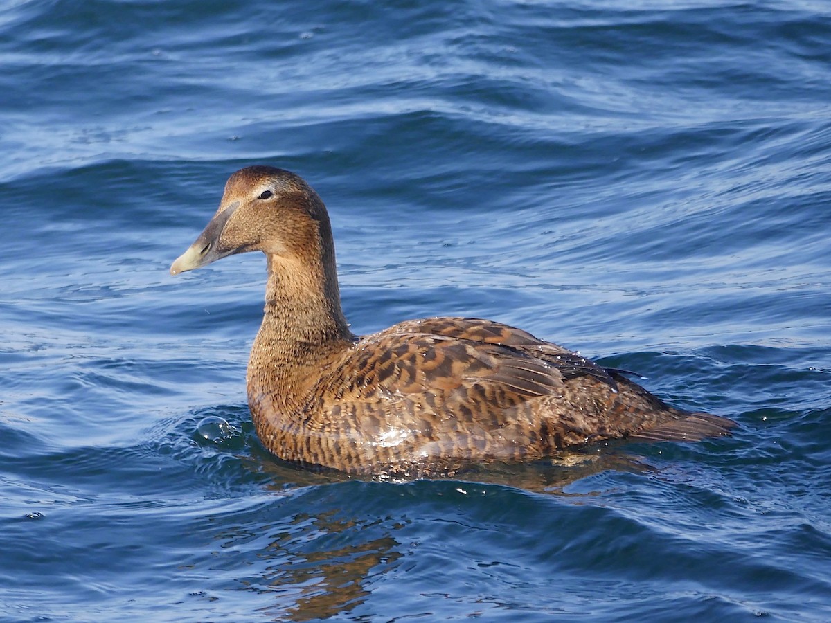 Common Eider - Jeffrey Thomas