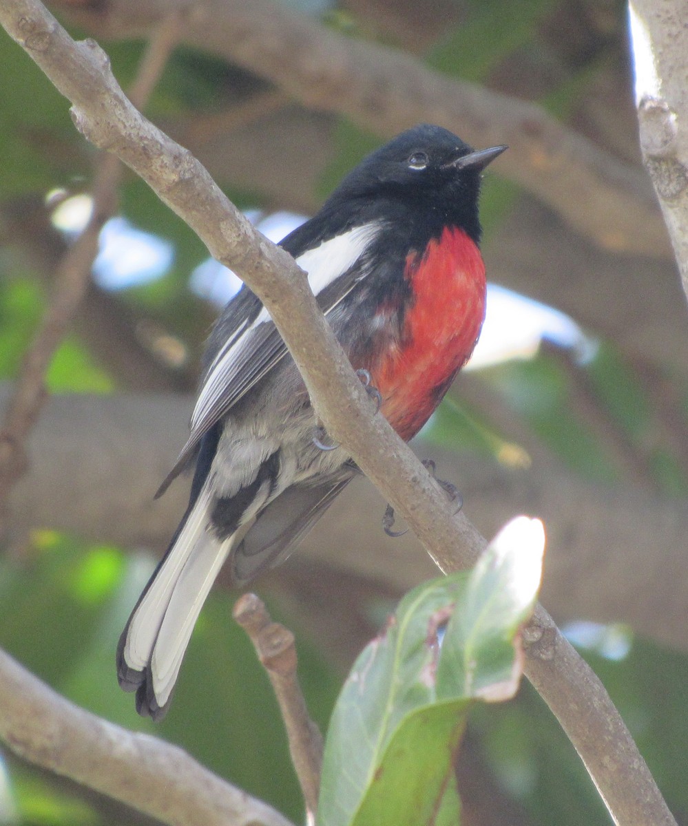 Painted Redstart - ML83559291