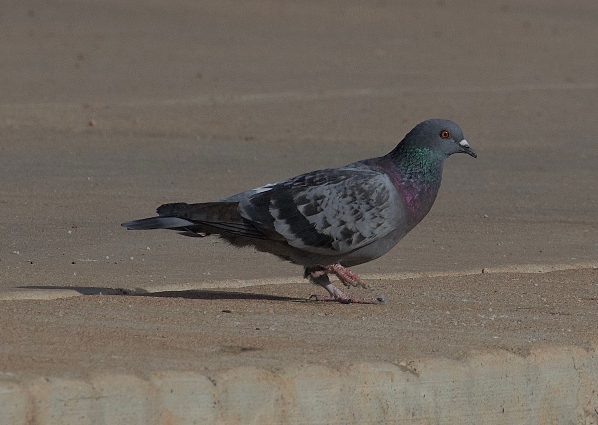 Rock Pigeon (Feral Pigeon) - James Sawusch