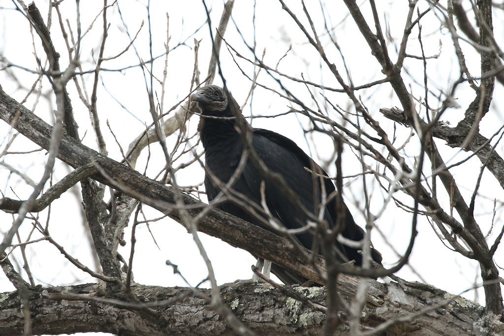 Black Vulture - ML83562401