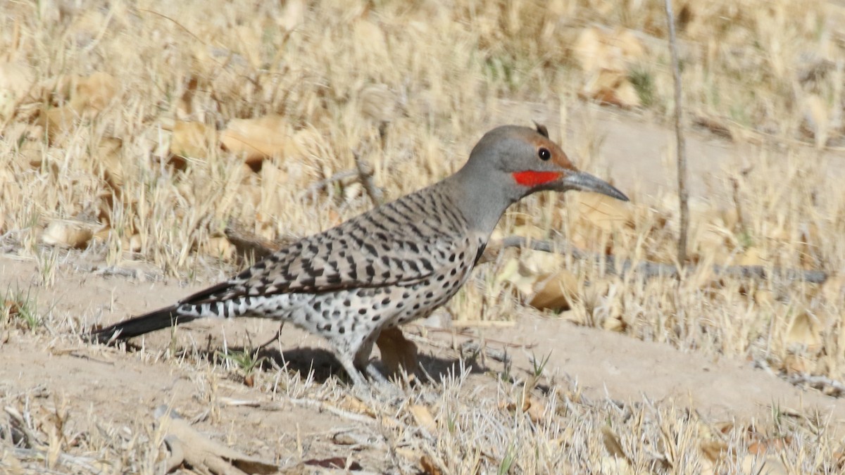 Northern Flicker (Red-shafted) - ML83562981