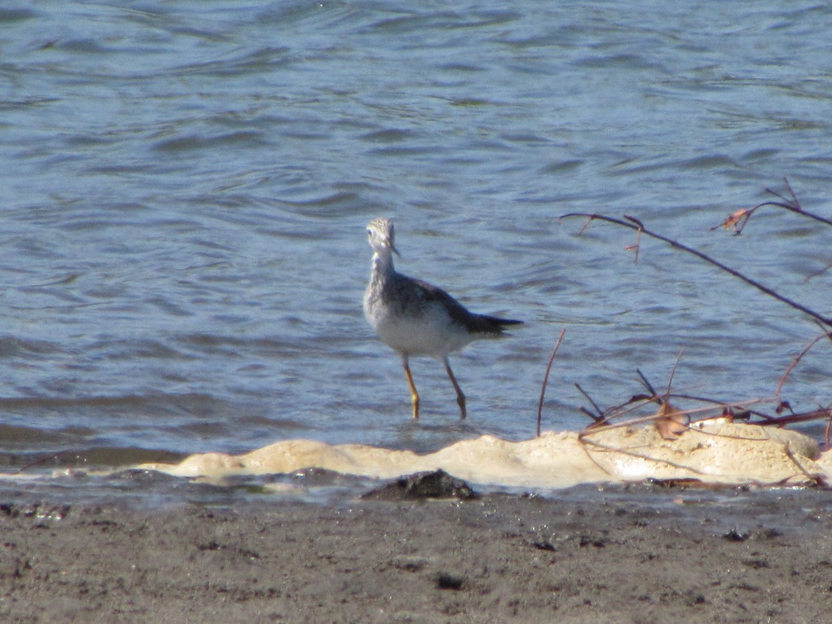 Greater Yellowlegs - ML83563641