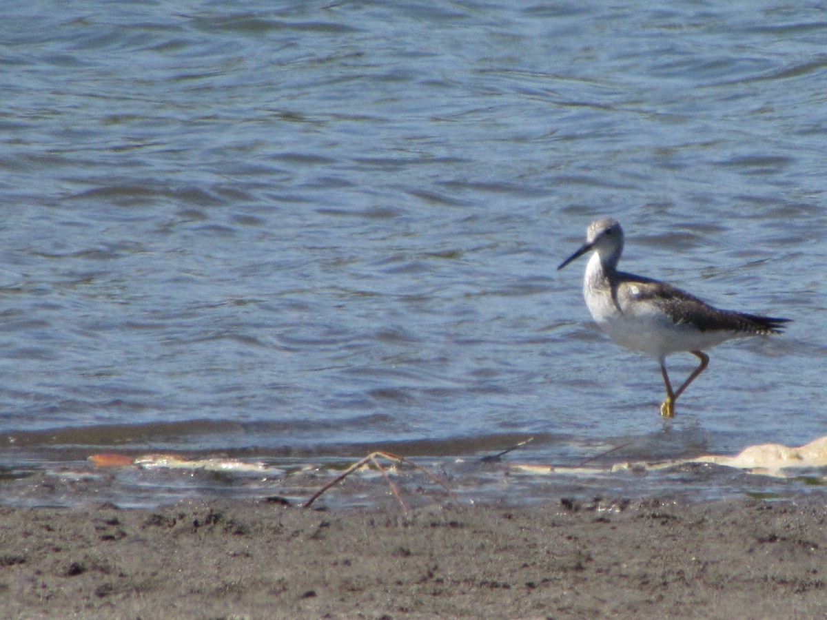 Greater Yellowlegs - Mónica Pacas