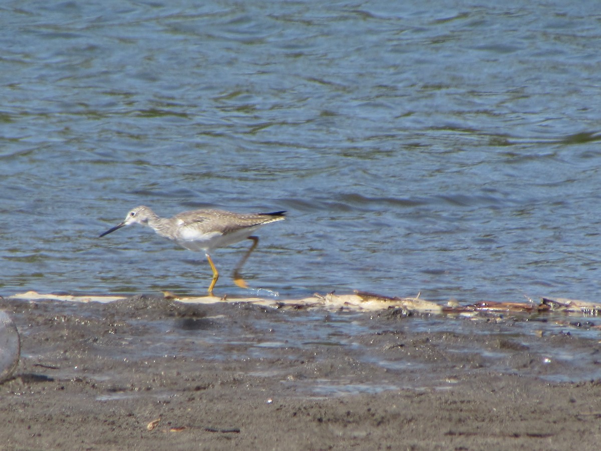 Greater Yellowlegs - ML83563671