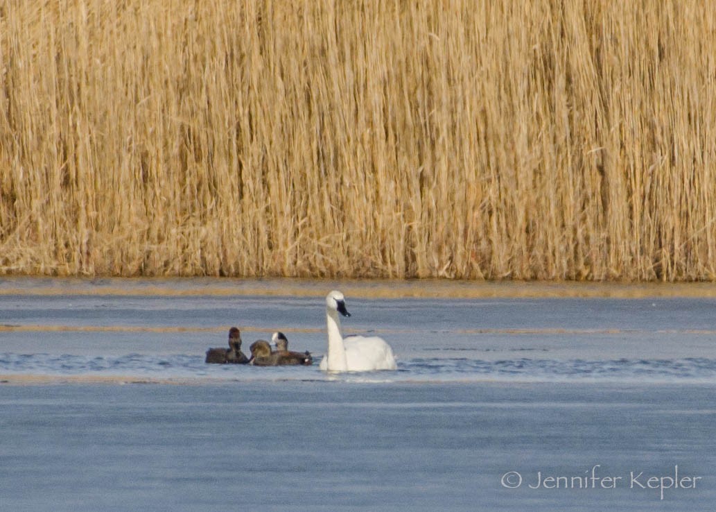 Tundra Swan - ML83565031
