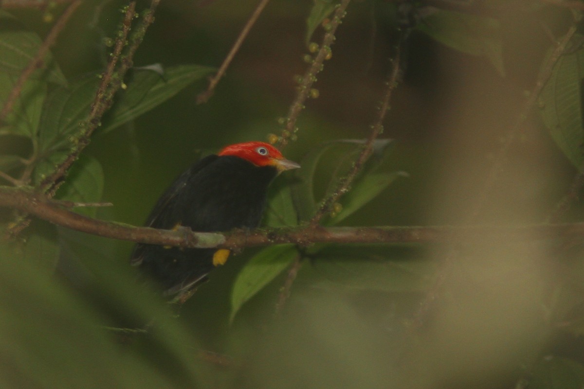 Red-capped Manakin - ML83565041