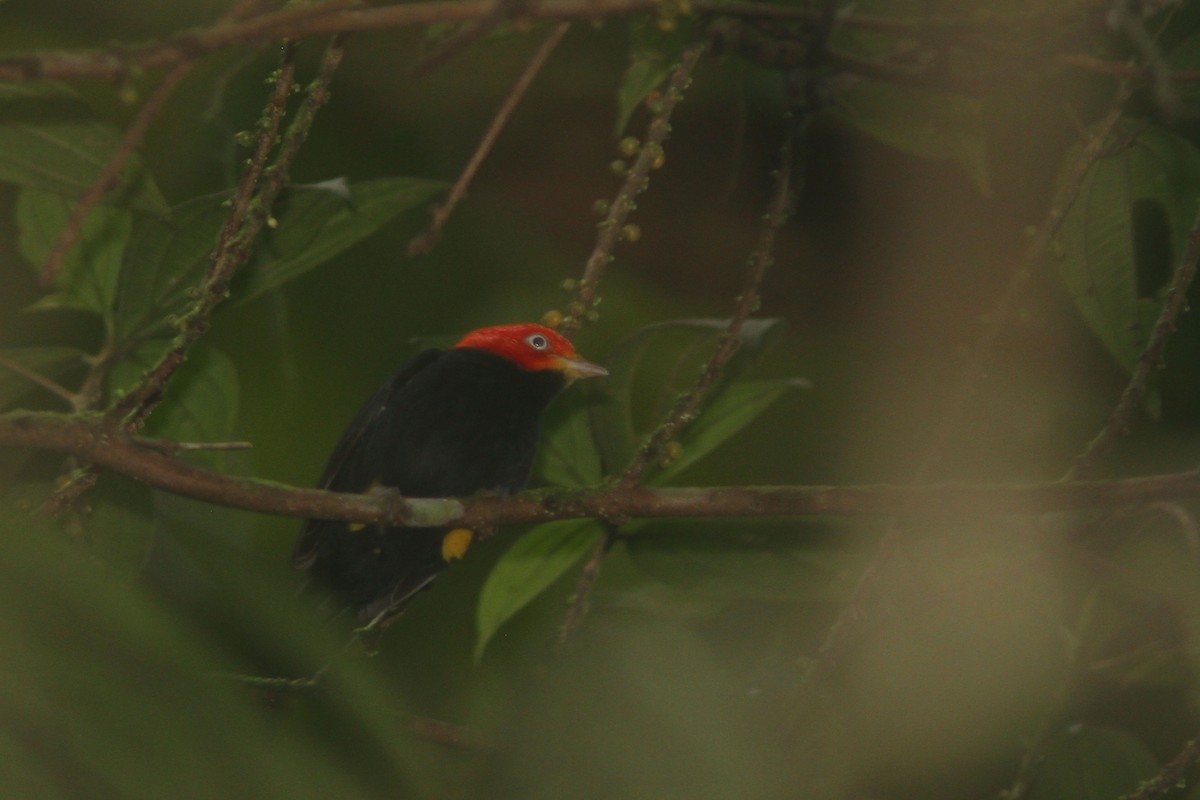Red-capped Manakin - ML83565051