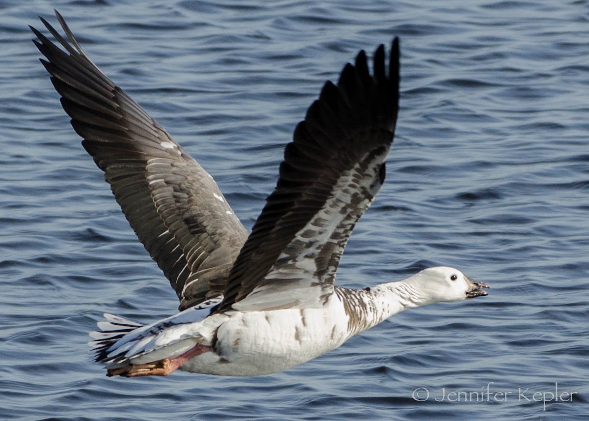 Snow Goose x Brant (hybrid) - Jennifer Kepler