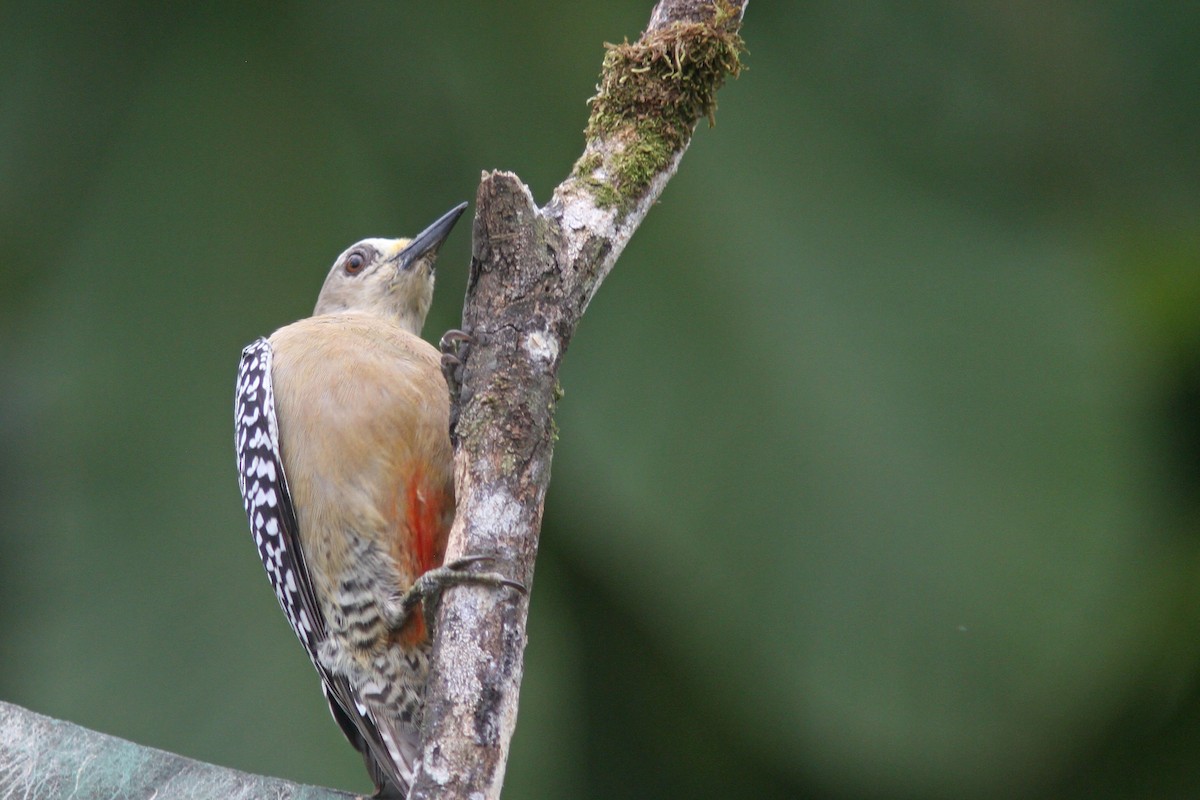 Red-crowned Woodpecker - ML83567371