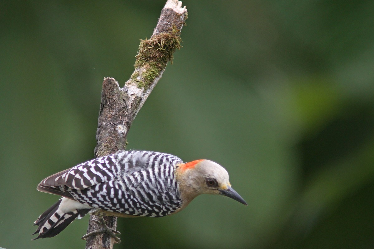 Red-crowned Woodpecker - ML83567391