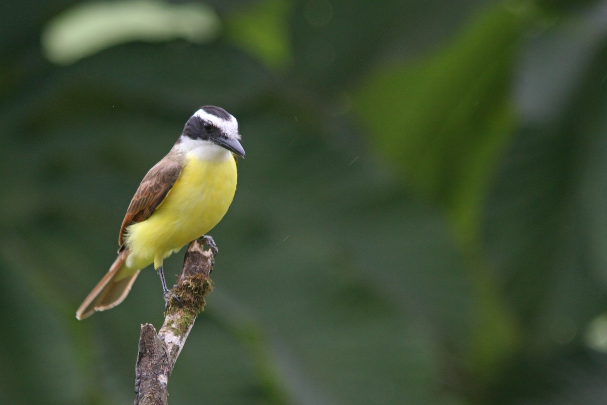 Great Kiskadee - ML83567501