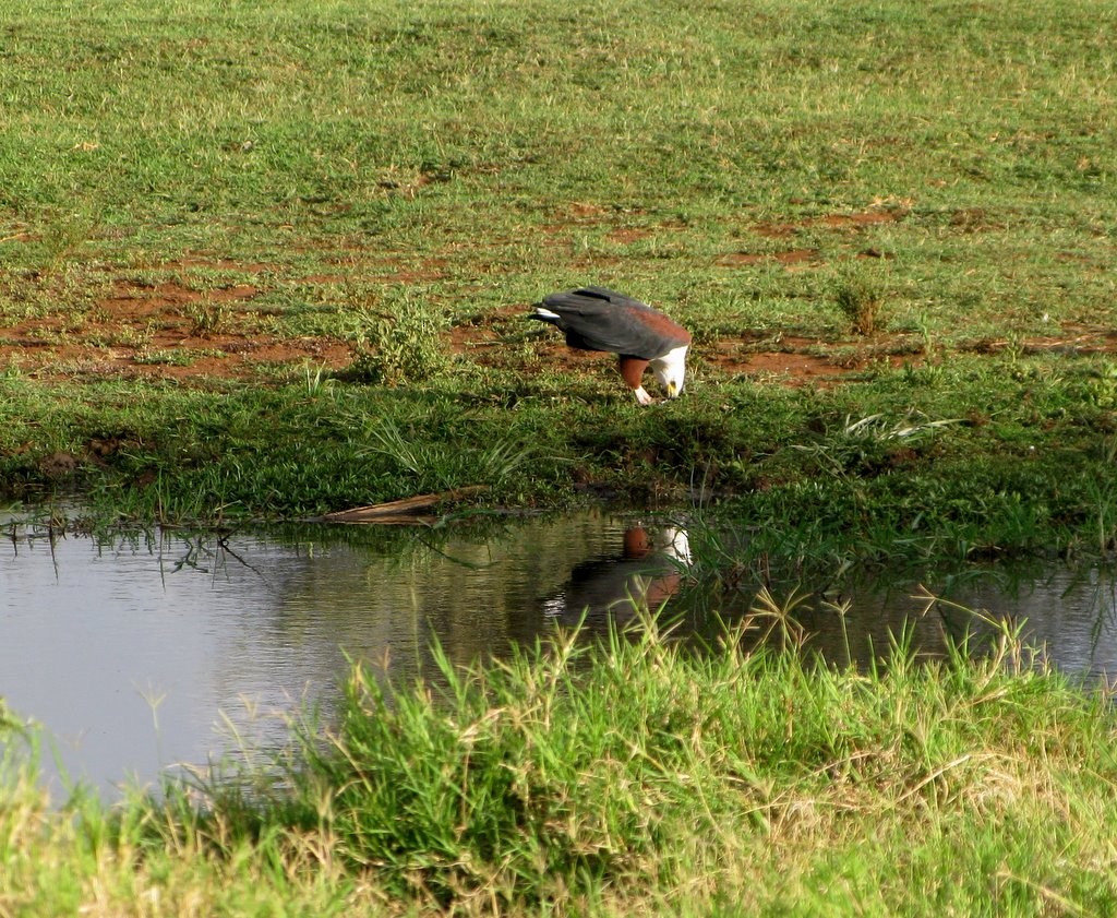 African Fish-Eagle - ML83571751