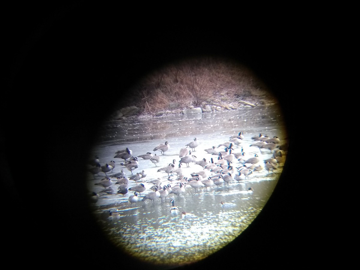 Greater White-fronted Goose - ML83572311
