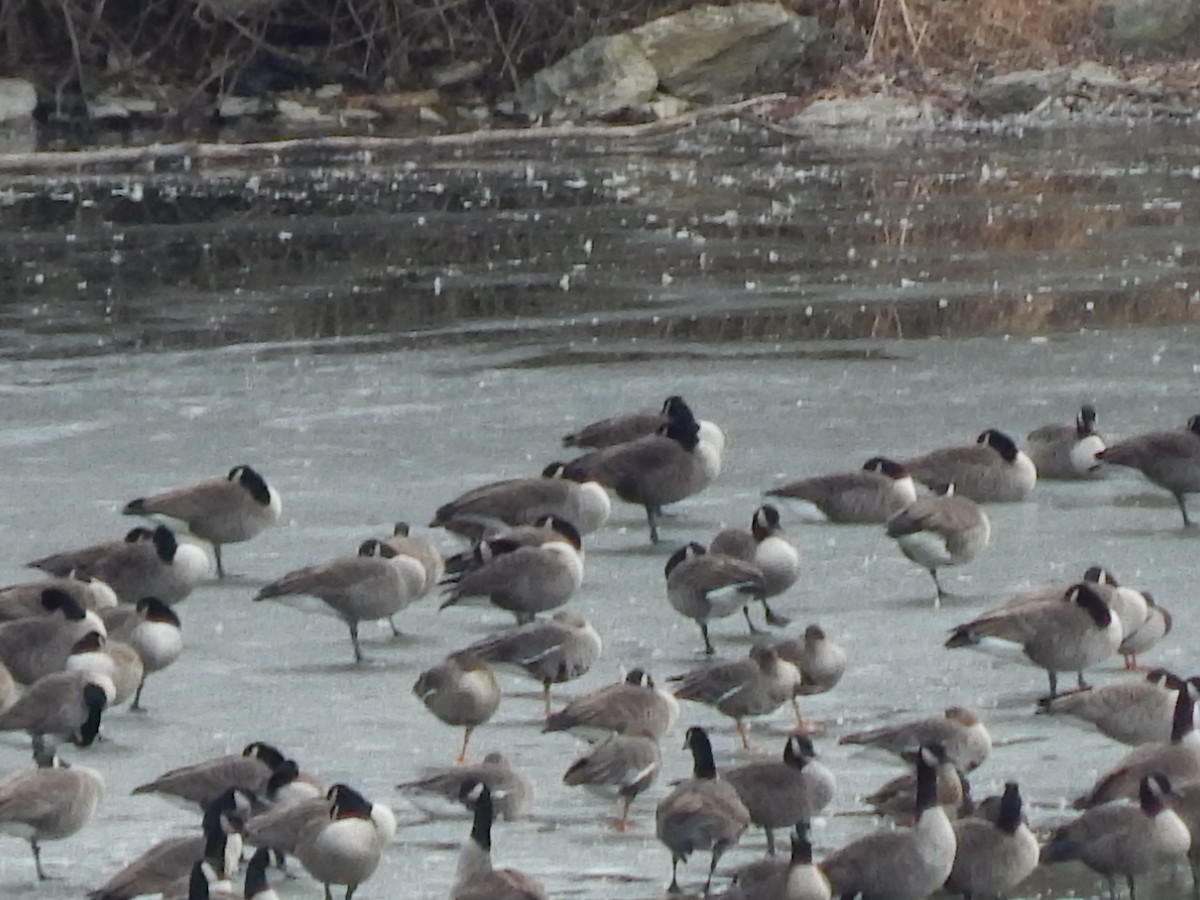 Greater White-fronted Goose - ML83572341