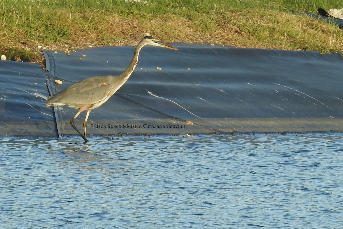 Great Blue Heron - Cisca  Rusch