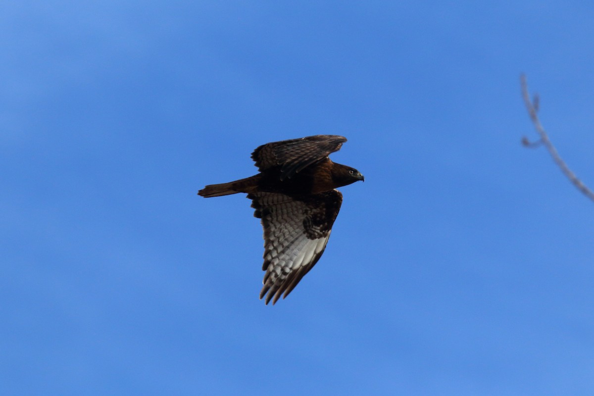 Red-tailed Hawk - ML83573181