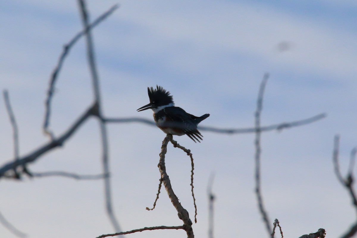 Belted Kingfisher - ML83573211