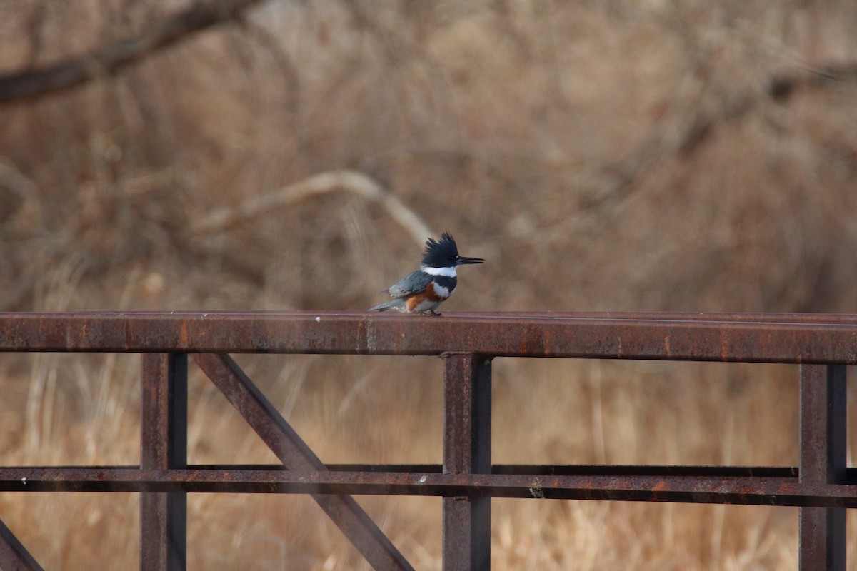 Belted Kingfisher - ML83573231
