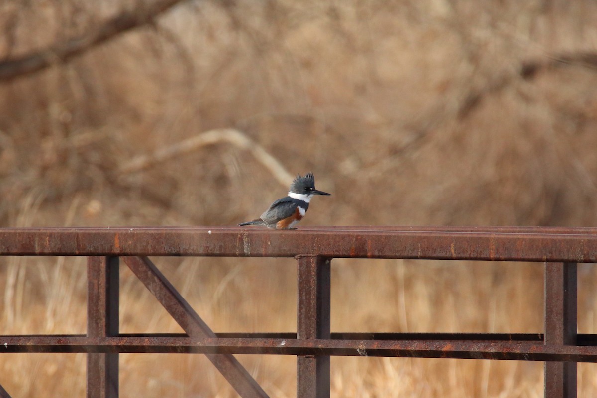 Belted Kingfisher - ML83573401