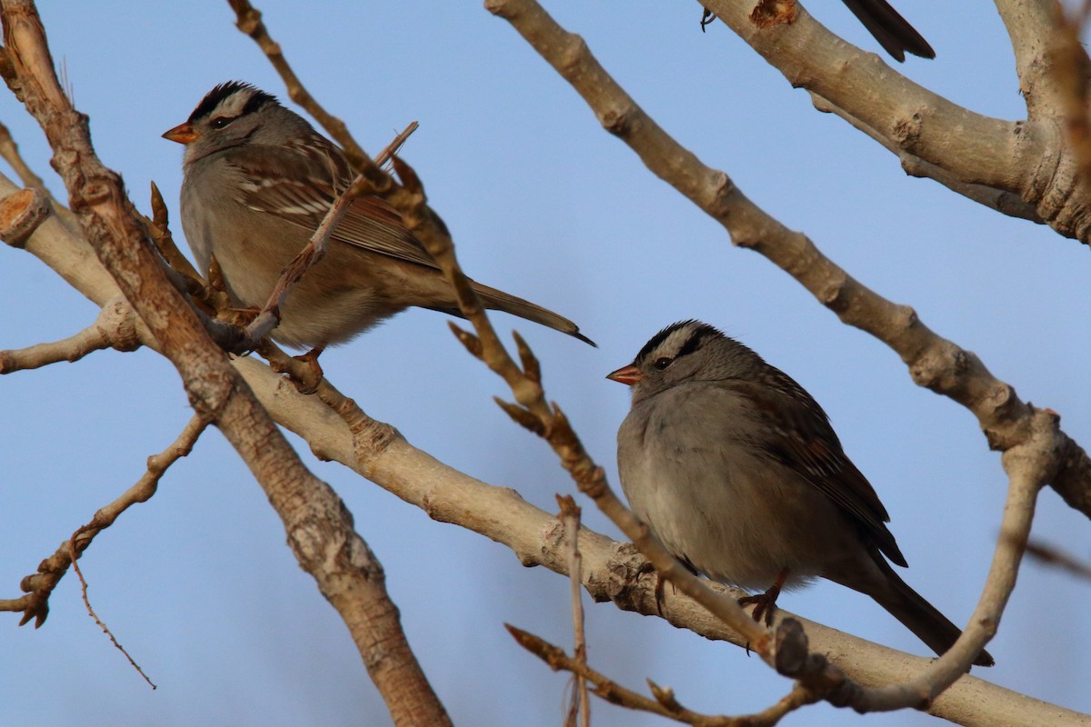White-crowned Sparrow - ML83573751