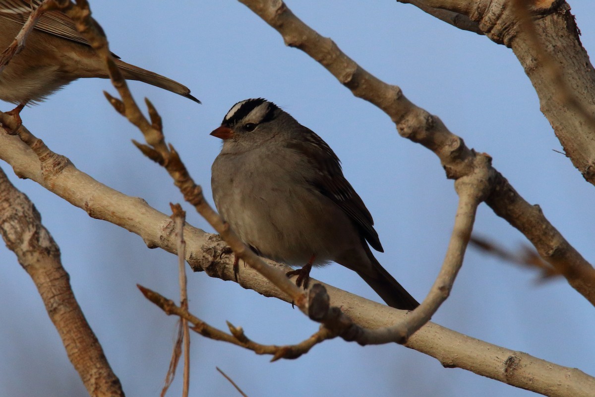 White-crowned Sparrow - ML83573781