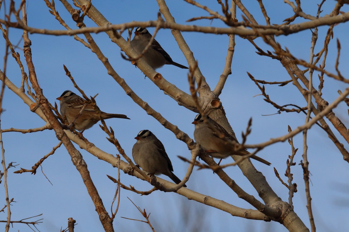 White-crowned Sparrow - ML83573821