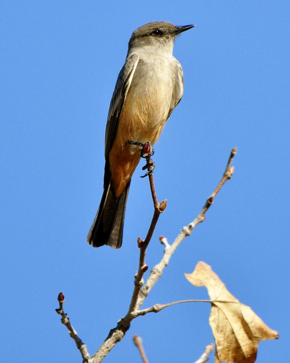 Say's Phoebe - ML83575151