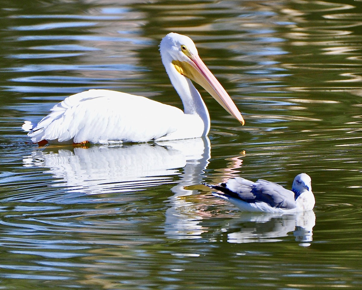 American White Pelican - ML83575411