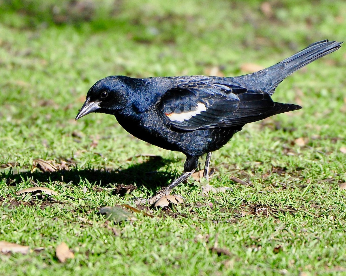 Tricolored Blackbird - ML83577761