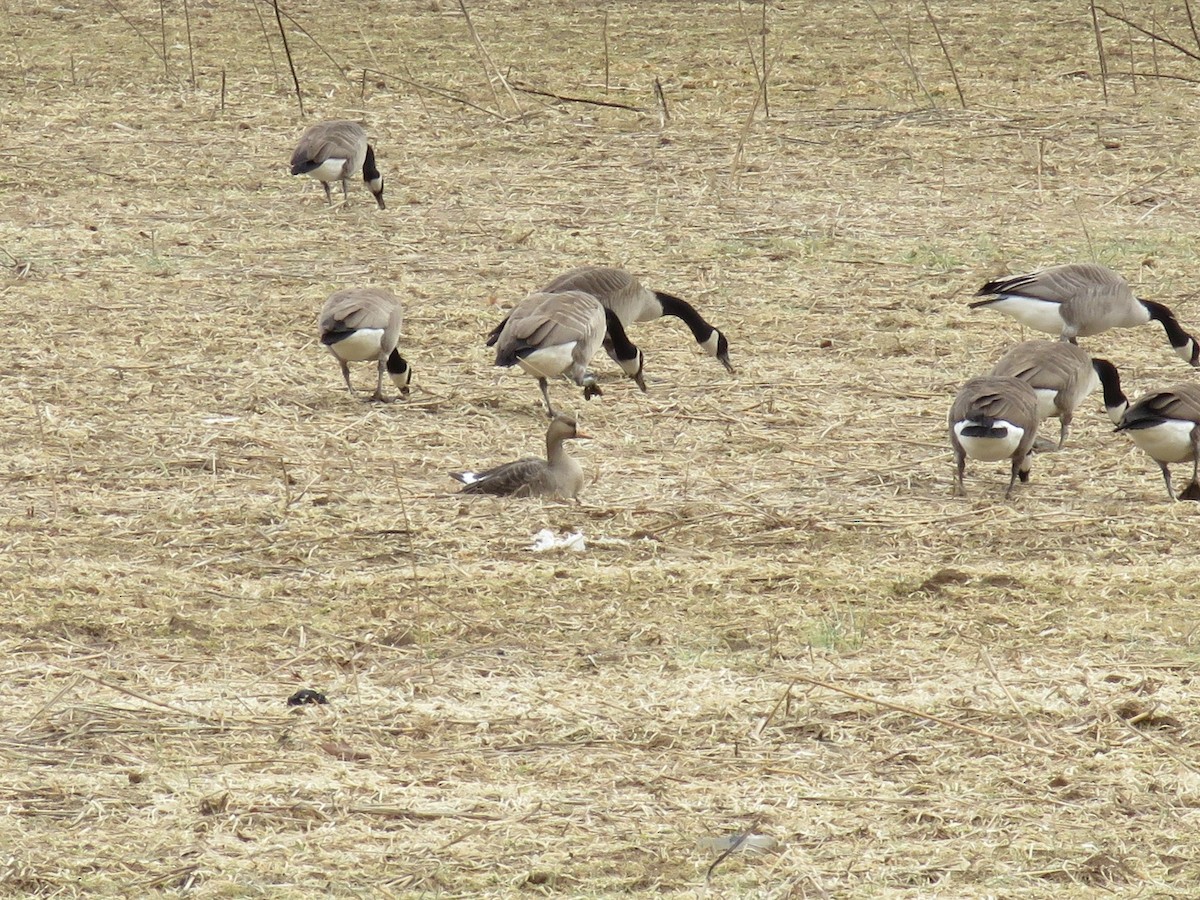 Greater White-fronted Goose - ML83578861