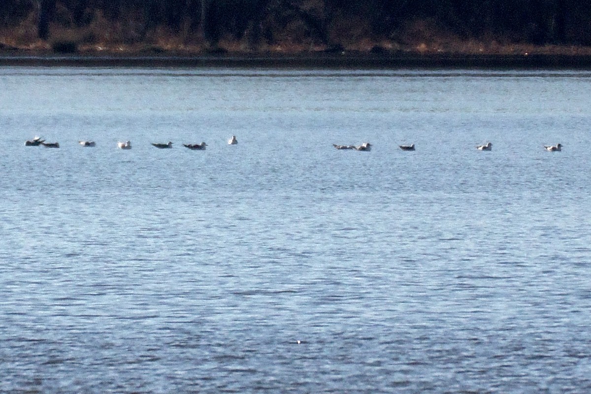 Herring Gull (American) - ML83579031