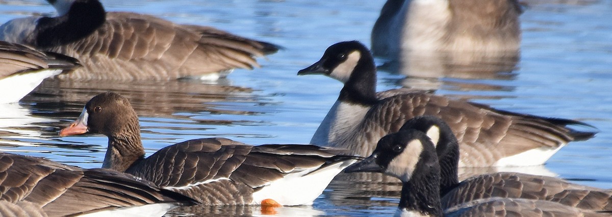 Greater White-fronted Goose - Steven Mlodinow