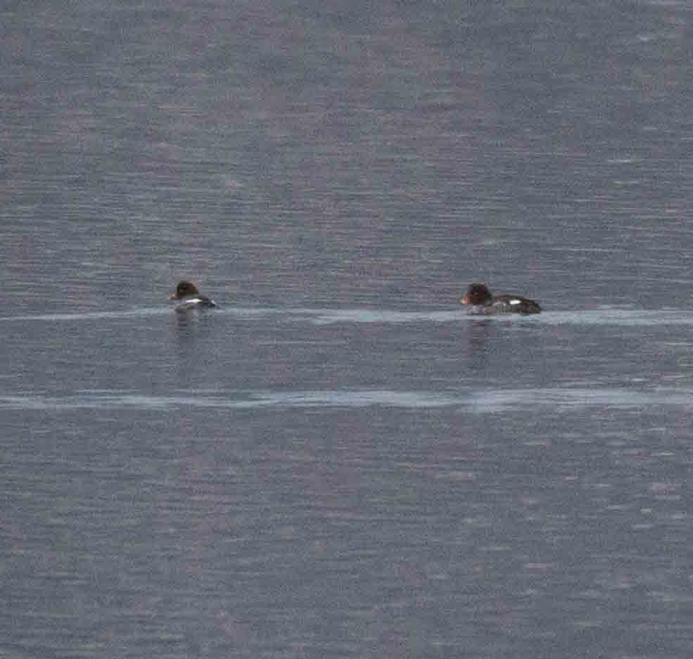 Barrow's Goldeneye - ML83582471