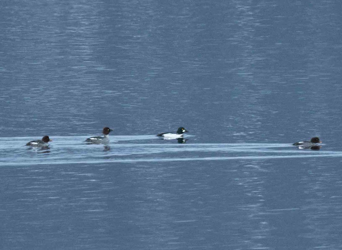 Barrow's Goldeneye - ML83582481