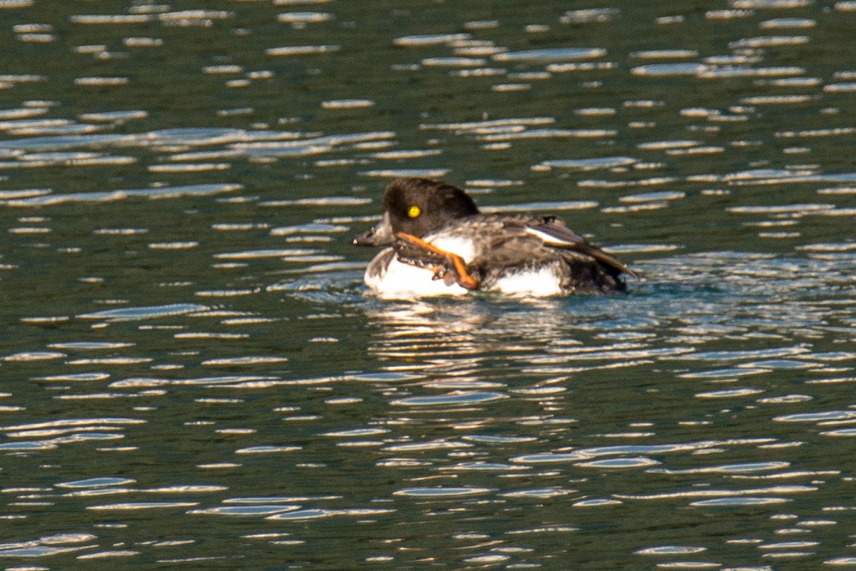 Barrow's Goldeneye - ML83582651