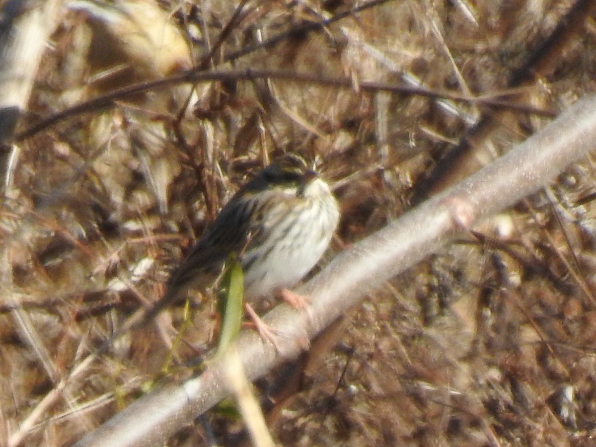 Savannah Sparrow - ML83583541