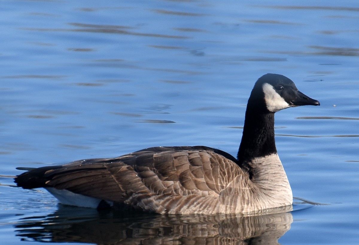 Canada Goose - ML83583861