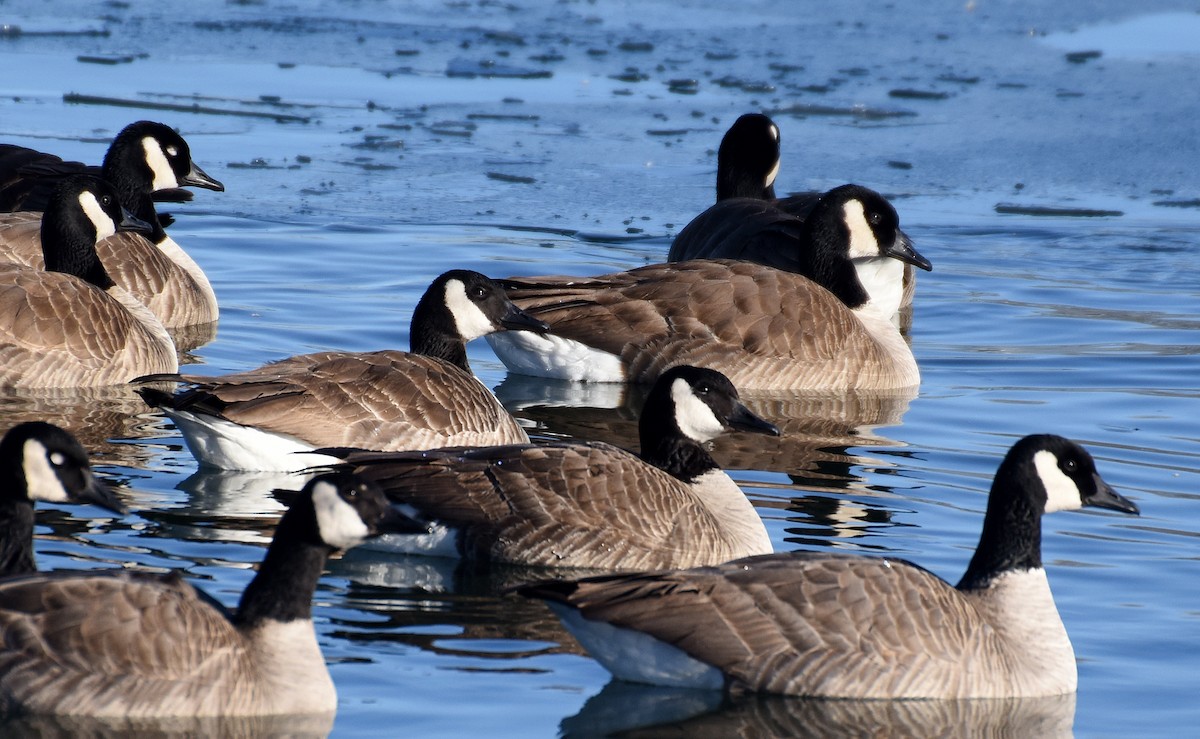 Canada Goose - ML83583881