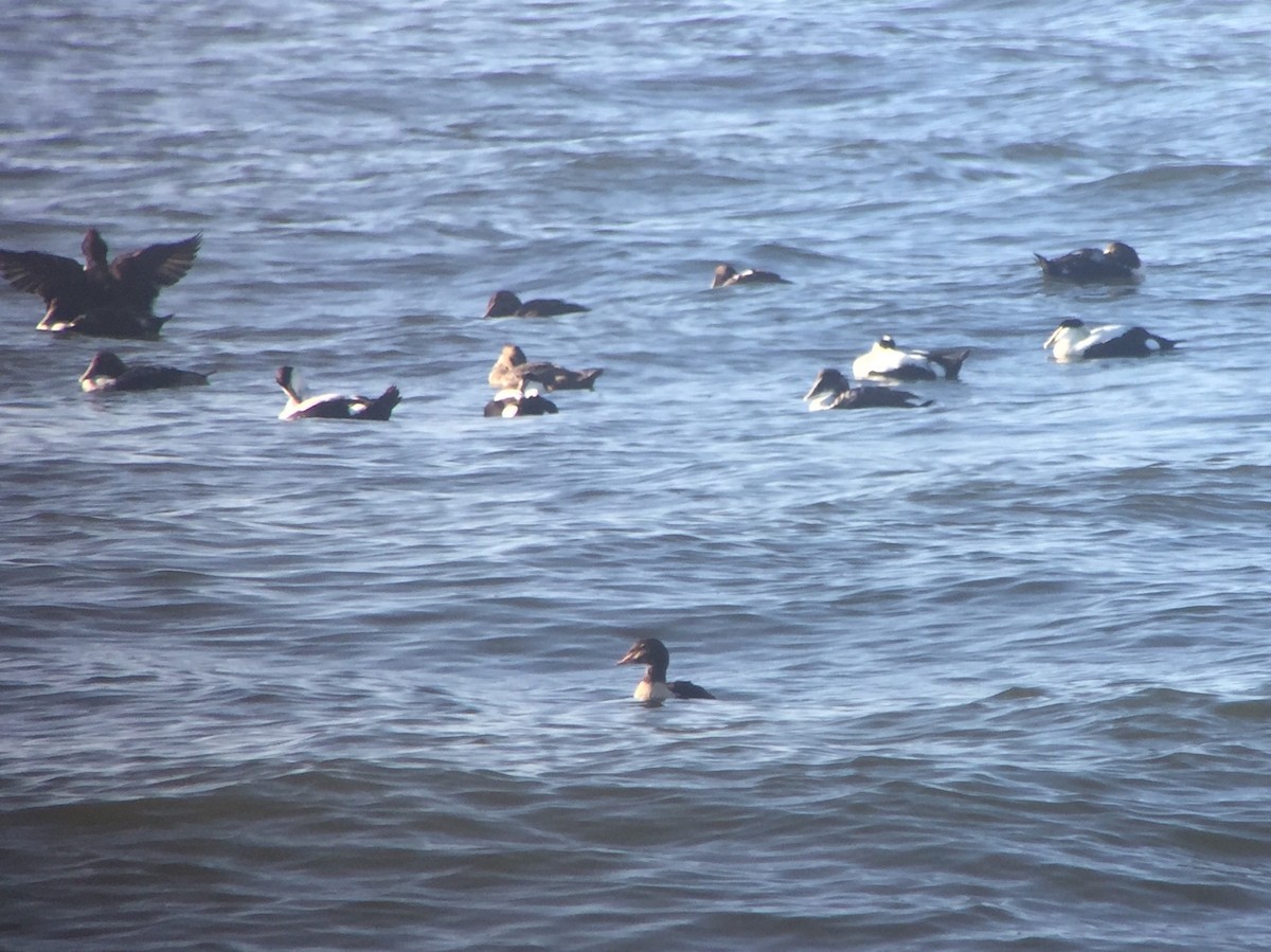 King Eider - ML83584241