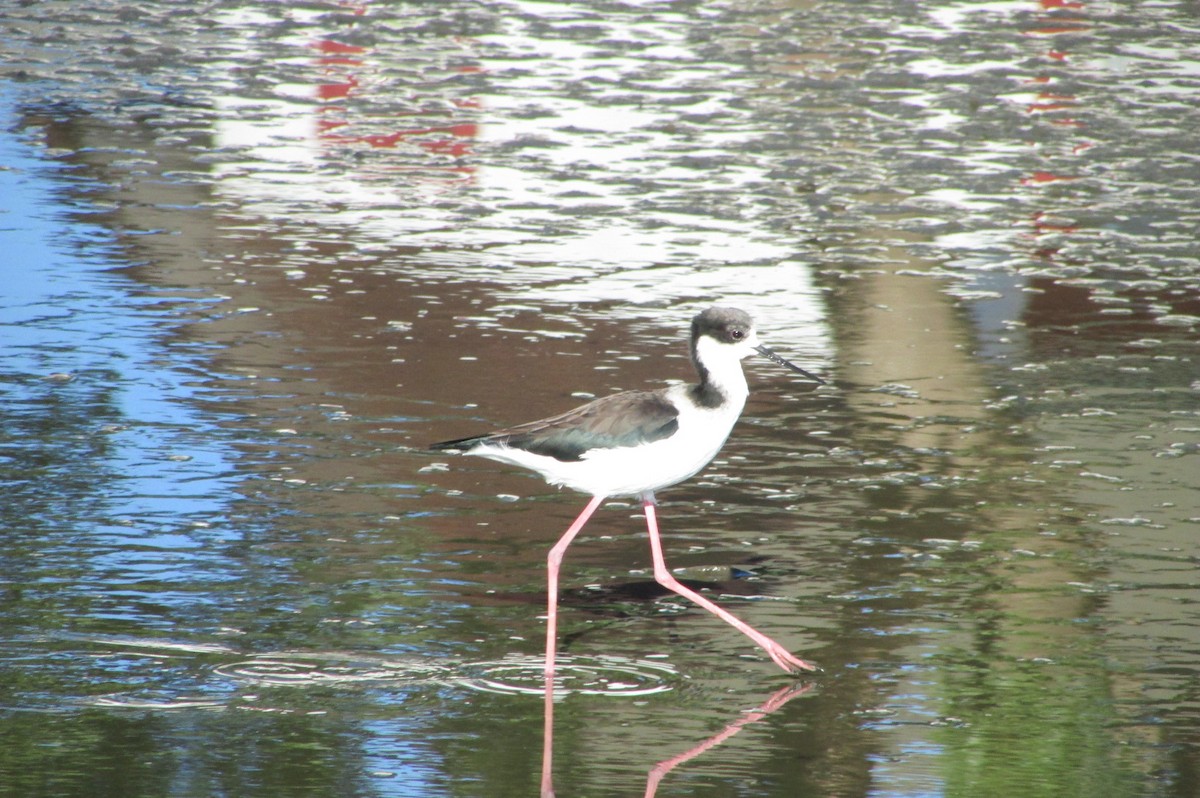 Black-necked Stilt - Jose Rebolledo