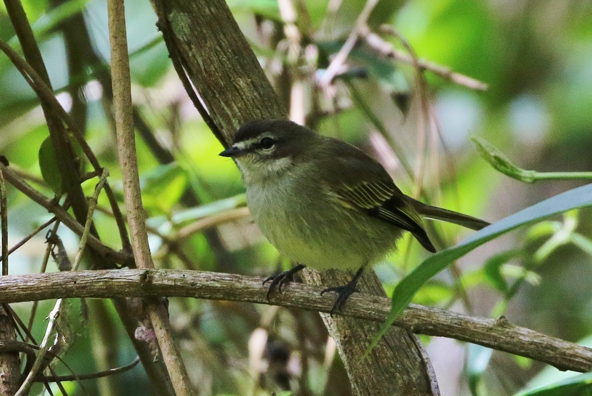 Spectacled Tyrannulet - ML83585041