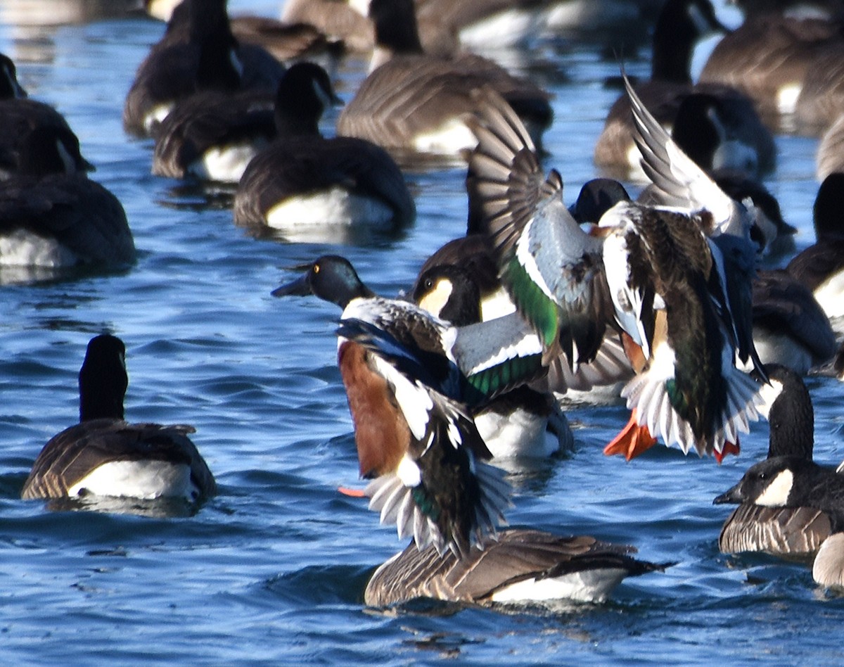 Northern Shoveler - ML83585761