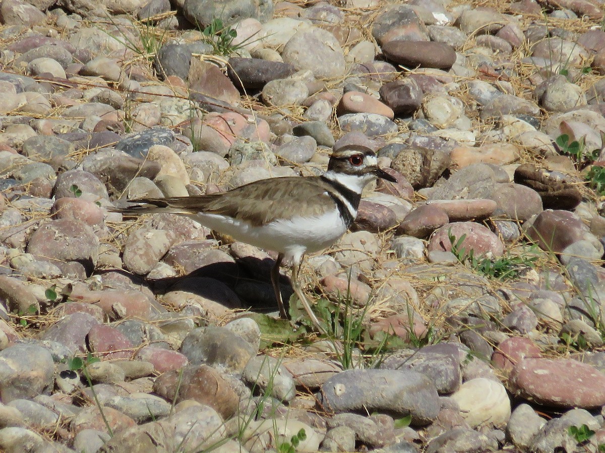 Killdeer - Anne (Webster) Leight