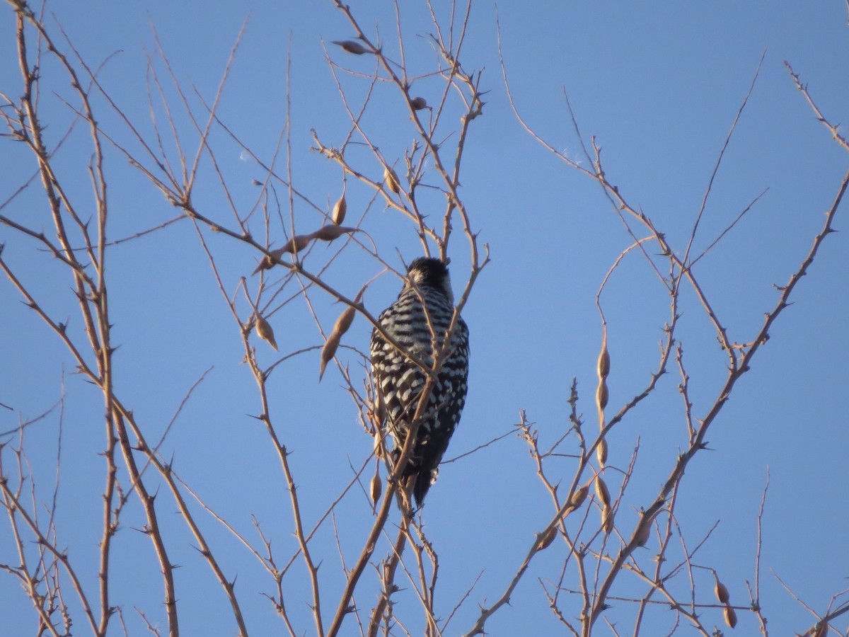 Ladder-backed Woodpecker - Edana Salisbury