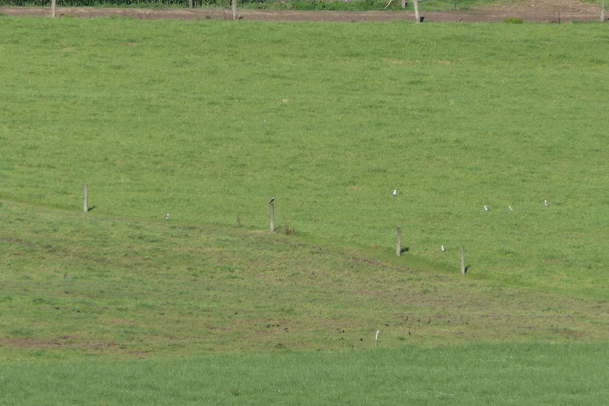 Australian Magpie - ML83586751