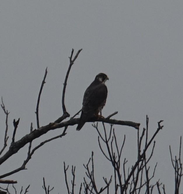 Halcón Peregrino - ML83587381